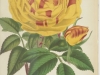 rose-capucine-jdr-1877