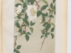 rose-du-japon-1886-8