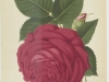 rose-mrs-laxton-jds-1877