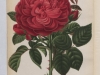 triomphe-de-leksposition-1884-5