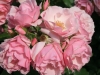 berbd-weigel-rose