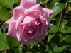 rosalinde-krause-1.jpg
