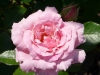 rosalinde-krause-a.jpg