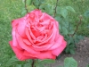 rosa-rhapsody-1.jpg